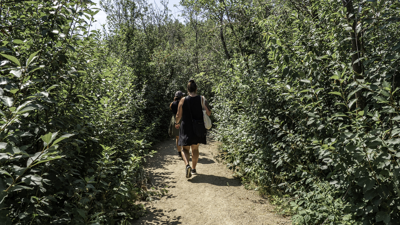 Medicinal Plant Walk